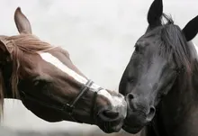 animals horses affection 1920x1200 wallpaper Art HD Wallpaper